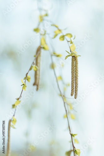 Delicate birch catkins hang from branches with new spring leaves unfurling