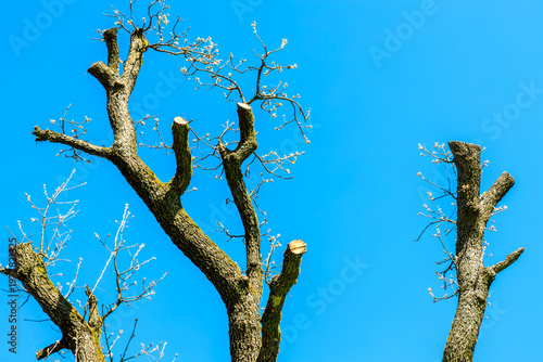 Albero con primi germogli. Rami potati di alberi contro un cielo azzurro e limpido all'inizio della primavera. in un giardino soleggiato. Italia