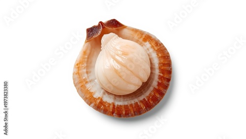 Isolated shell with raw scallop on white background.