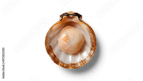 Isolated top view of a raw scallop in its shell on white.