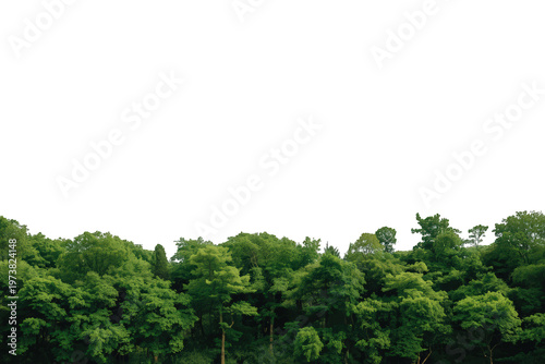 Lush green forest canopy and trees creating a natural border, isolated with a transparent background