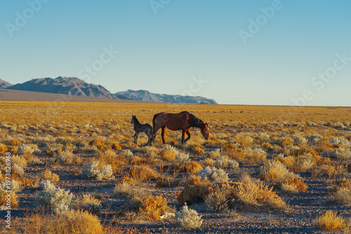 A wild mare and her foal roaming the open desert landscape near Ash Meadows National Wildlife Refuge.