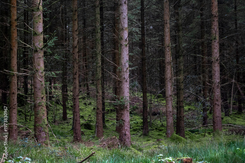 Dense temperate forest floor invites serene exploration and ecological appreciation, promoting conservation and wellness.