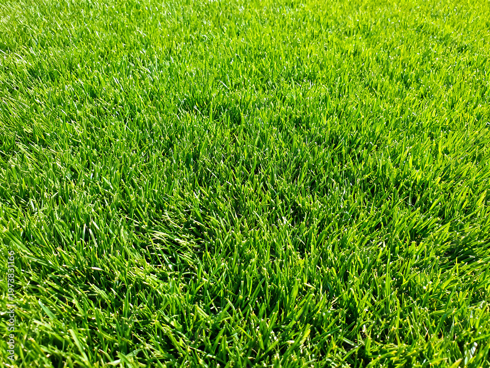 Obraz premium Lush green grass texture, vibrant natural lawn field, fresh summer meadow turf for landscaping and garden design, bright organic grass background isolated on White Background