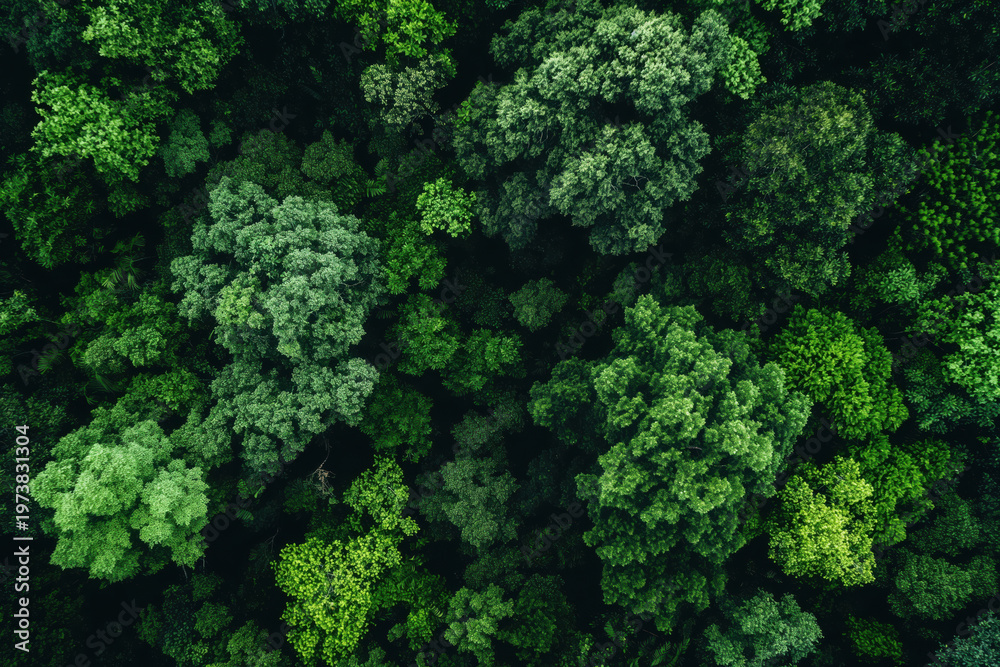 Naklejka premium Aerial view of a dense green forest with diverse tree canopies and rich foliage