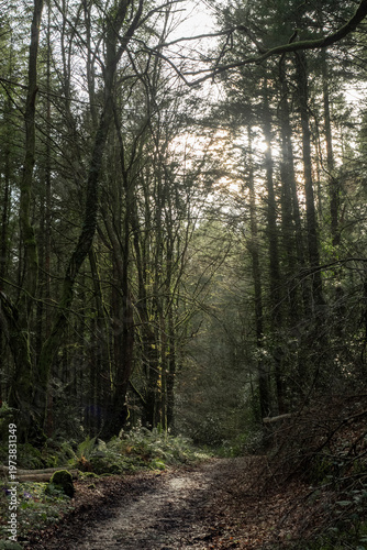 Solo traveler walking on a serene forest path, surrounded by lush greenery and soft sunlight, embodying peaceful solitude and a connection to nature for outdoor enthusiasts and wellness seekers.