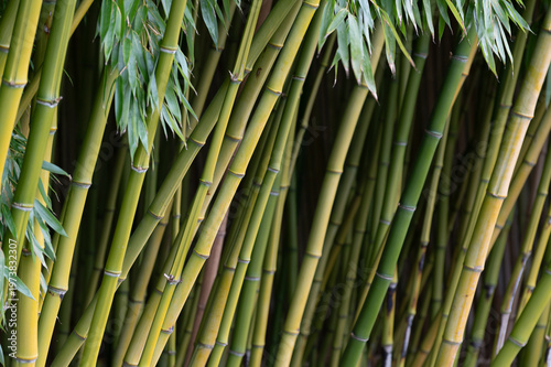 Detail of a beautiful, dense, Bamboo grove natural woodland composed of bamboo plants. Bamboo is exceptionally fast-growing and creates a unique, bright green, and dense environment.