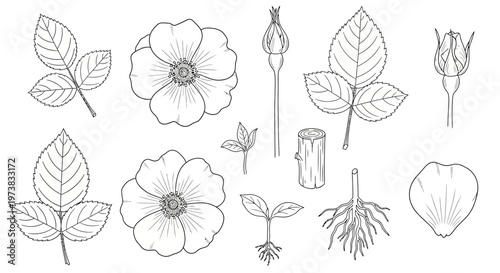 Bilde på lerret Botanical illustration of rose plant elements including leaves, flowers, bud, se