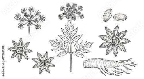 Botanical illustration of star anise and its plant parts, including seeds, leaves, root, and flowers, presented in a detailed line drawing style