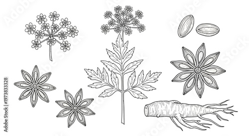 Monochrome botanical vector drawings of natural culinary spices, featuring star anise, intricate herb foliage, flavorful seeds, and earthy root ingredients