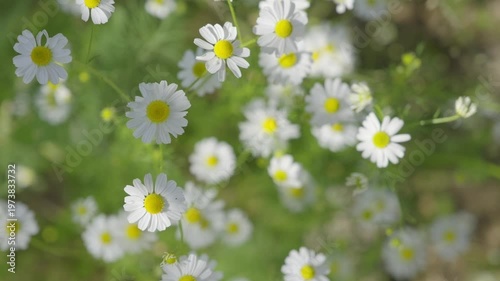Chamomile flowers blowing in the wind during a sunny summer day in a lush meadow, creating a beautiful floral background and symbolizing serenity, nature and beauty