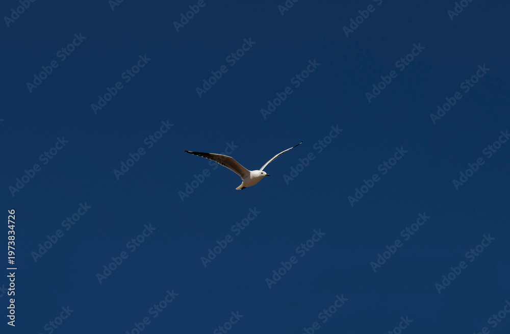 Obraz premium Silver Gull (Chroicocephalus novaehollandiae) in flight