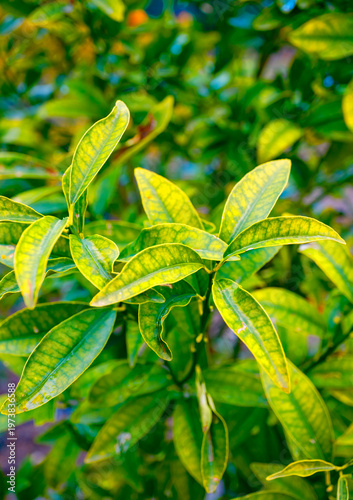 Fotografie An ornamental outdoor garden shrub featuring bright yellow and green variegated