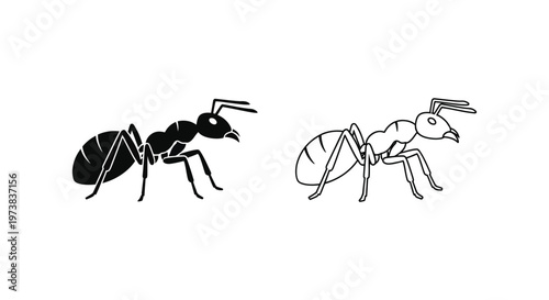 Ant Species Comparison Guide & Identification Vector