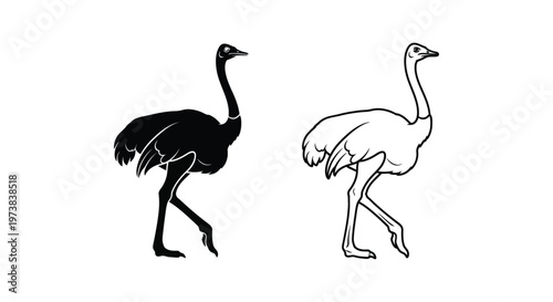 Comparing Ostrich vs Emu: Flightless Bird Guide Vector