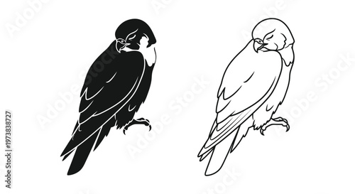 Photos Peregrine Falcon vs Bird of Prey Sketch Guide Vector