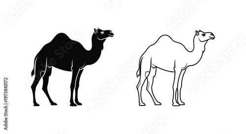 Dromedary vs Bactrian Camel: Key Differences Vector