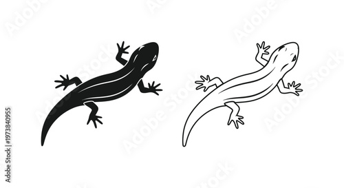 Salamander vs Newt: Key Differences Illustrated Vector