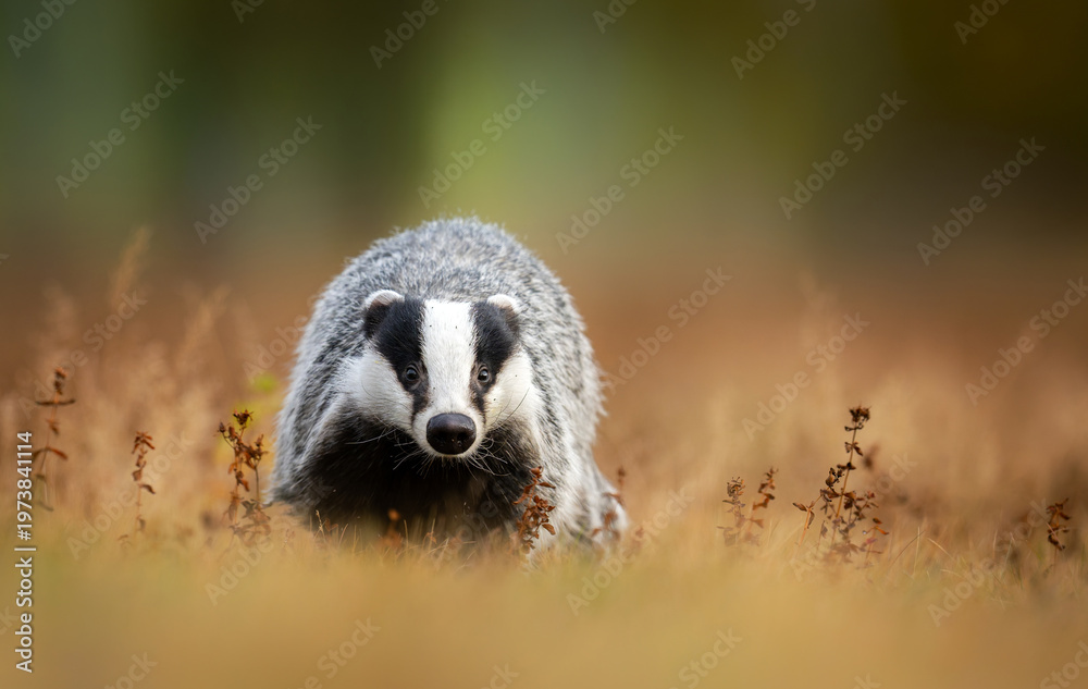 Naklejka premium Badger close up ( Meles meles )
