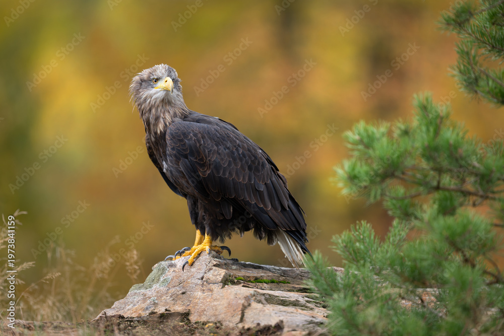 Fototapeta premium Sea eagle or white tailed eagle ( Haliaeetus albicilla)