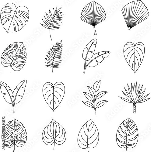 Botanical sketch collection diverse tropical and temperate leaves in black and white