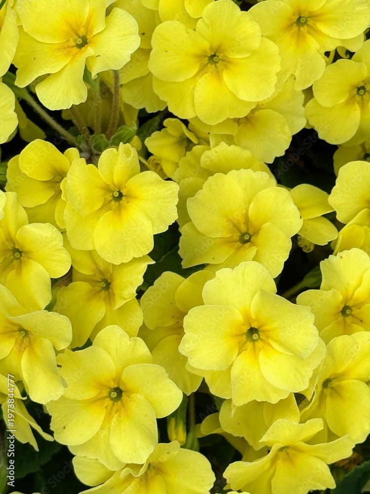 Fototapeta premium Garden Background of Blooming Primrose Flowers Showing Delicate Details
