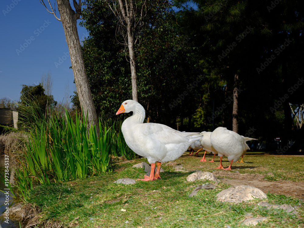 Obraz premium beautiful white domestic geese grazing on a sunny park lawn