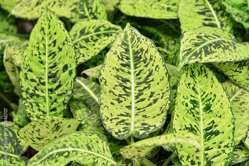 Dieffenbachia seguine variegated leaves tropical plant natural pattern background
