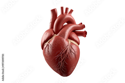 Fototapeta kuchenna Human heart model, a vital organ pumping blood, illustrating complex anatomical structure and healthy cardiology on clear background