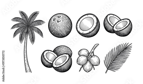 Vintage coconut and palm illustration set. Hand-drawn in a retro engraving style. Perfect for tropical branding, food packaging, menus, or cosmetic labels. Vector.