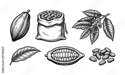 A set of hand-drawn vintage cocoa illustrations. Includes cacao fruit, beans, sack, and leaves. Perfect for chocolate packaging, cafe menus, and organic product branding.