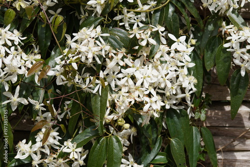 Clematis Armandii Apple Blossom. White flowers over a wooden fence. Spring, April, Netherlands