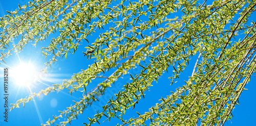 Banner of fresh green willow branches with young leaves against a bright blue sky and shining sun. Spring nature background with sunlight, growth, and seasonal freshness concept