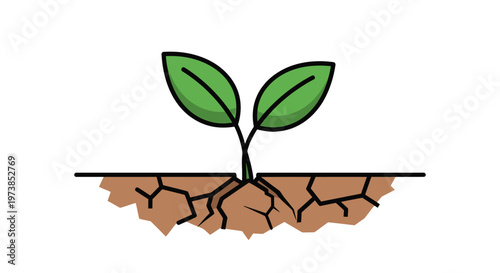 A small green plant growing in dry cracked soil.