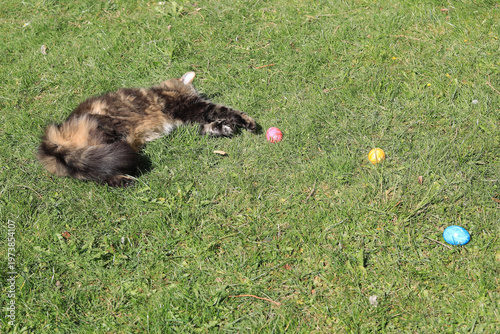 Anstrengende Feiertage. Ein Katze ist von Ostern ganz kaputt und muss sich erst mal hinlegen