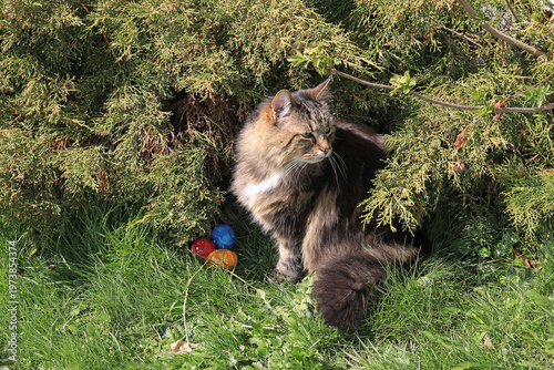 Eine Norwegische Waldkatze hat ein gutes Versteck für die Ostereier gefunden