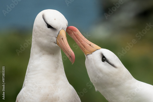 Loving Albatross