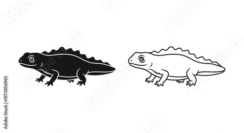 Black and White Axolotl vs Salamander Illustration Guide Vector