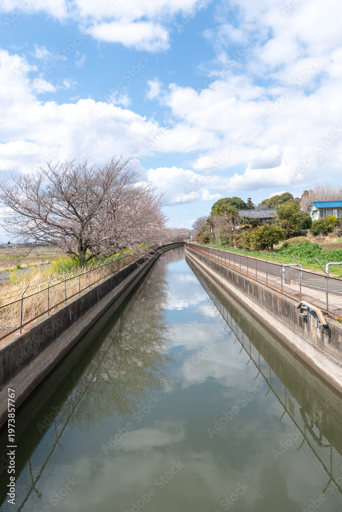 Fototapeta premium 見沼代用水の穏やかな水面に青空と咲き始めの桜が映り込む春の風景