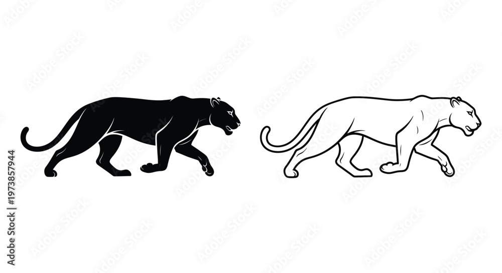 Fototapeta premium Black Panther vs Leopard: Big Cat Comparison Vector
