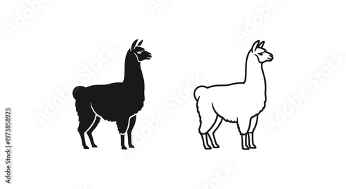 Llama vs Alpaca: Distinctive Animal Comparison Guide Vector