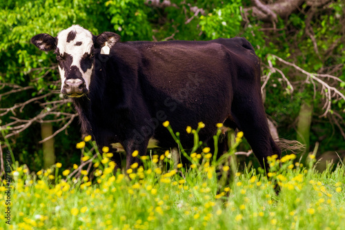 Foto cow in the meadow