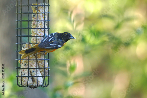 Baltimore oriel eating at suet feeder against blurry background. 