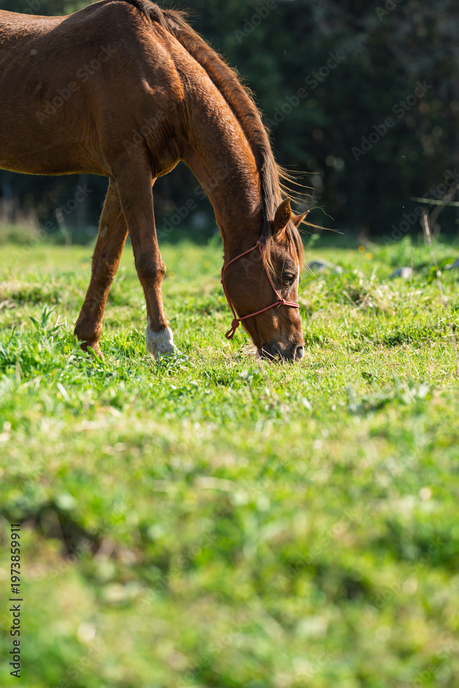 Naklejka premium Chestnut Horse Grazing in Sunlit Green Meadow