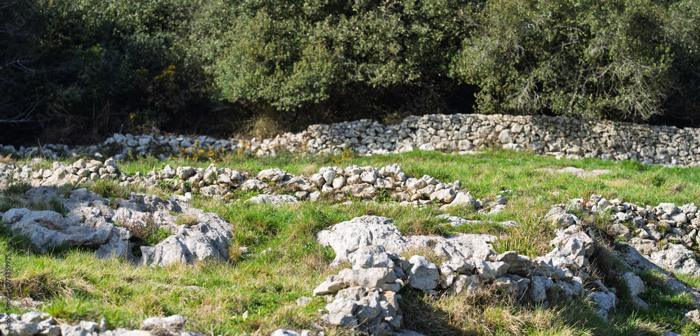 Fototapeta premium Rocky Meadow with Dry Stone Walls and Forest Edge