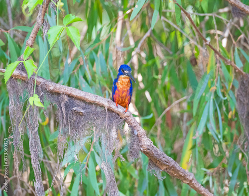 An Azure Kingfisher Perched in a Tropical Tree