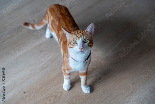 Cuadro en lienzo Cute domestic cat orange and white looking up indoors with natural light on wood