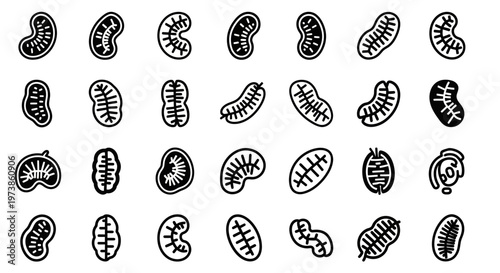 Bean icons, black and white bean illustrations, 25 bean graphics, vector beans, food symbols