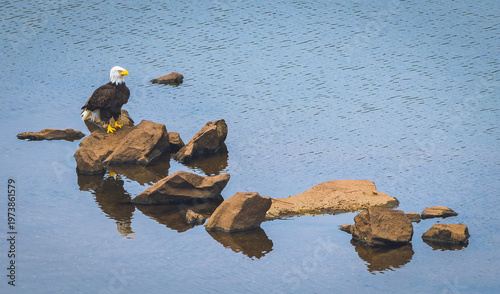 American Bald Eagle fishing from rocks in a river at West Point Dam in Alabama.