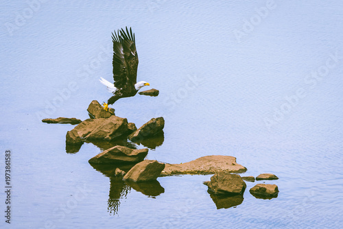 American Bald Eagle flying over the river at West Point Dam in Alabama.